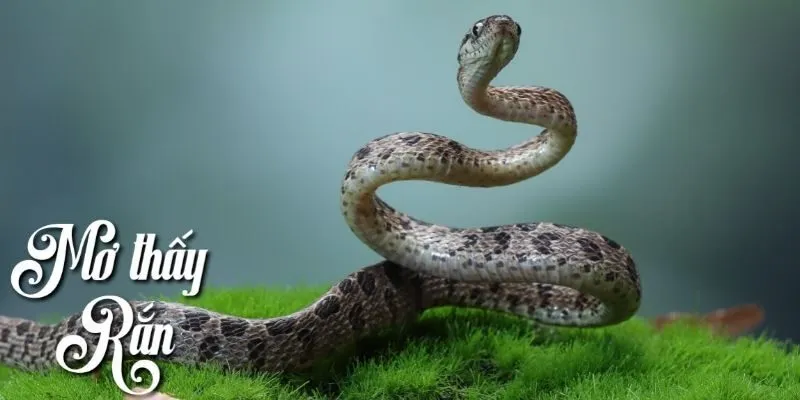 Điềm báo về mơ thấy rắn