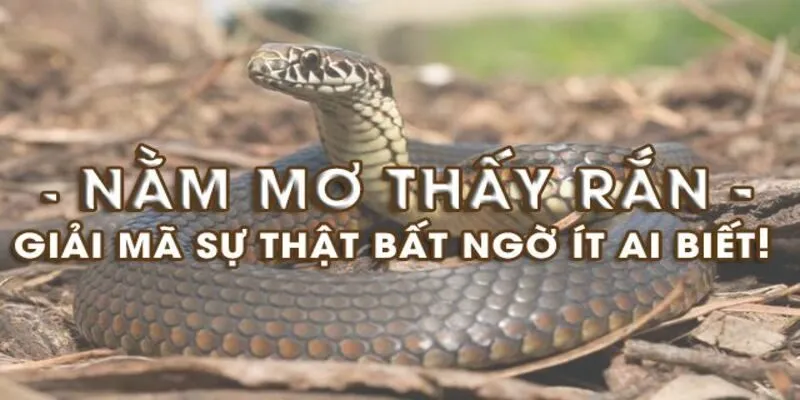 Mơ thấy rắn mang ý nghĩa may mắn
